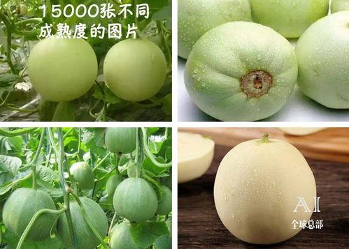 福儿瓜咋吃,解锁美味新体验