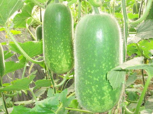 安全吃瓜群图片大全,群图片大全揭秘网络社交安全之道