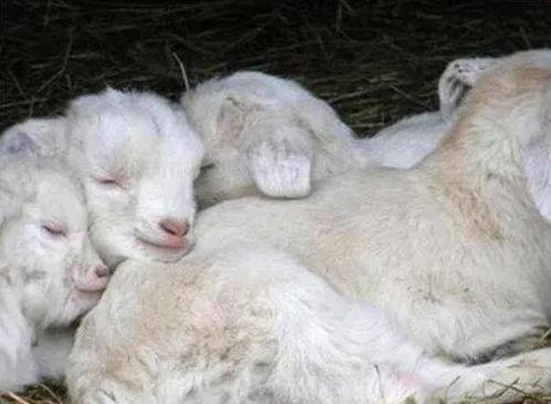 吃瓜小羊猎奇,揭秘吃瓜小羊猎奇背后的惊人真相