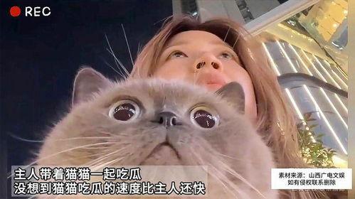 猫猫会吃瓜吗,揭秘猫猫吃瓜之谜