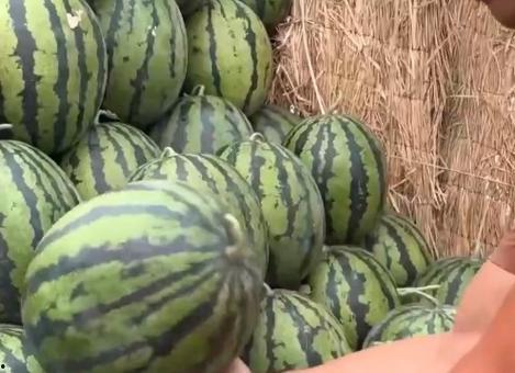 洛师吃瓜,揭秘校园吃瓜背后的故事