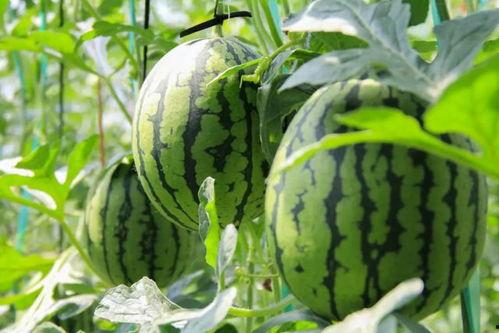 吃瓜群众素菜视频大全,吃瓜群众视频大全精选