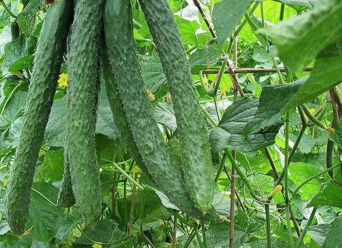 吃瓜绿色手机壁纸,手机壁纸中的夏日清新