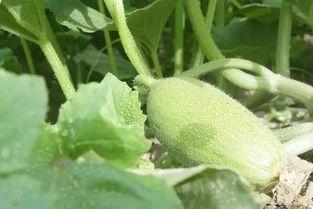 吃瓜变成虫子,一场奇异的异变之旅