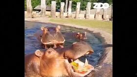 河马吃瓜群众,揭秘动物界的“吃瓜群众”现象