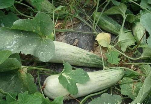 B瓜怎么吃,解锁美味新境界