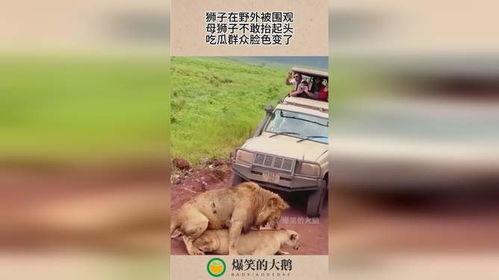 动物变成吃瓜群众,揭秘动物界的八卦风云