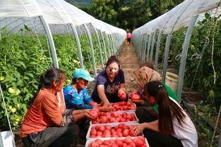 魏县吃瓜新事件,揭秘背后真相与网络热议